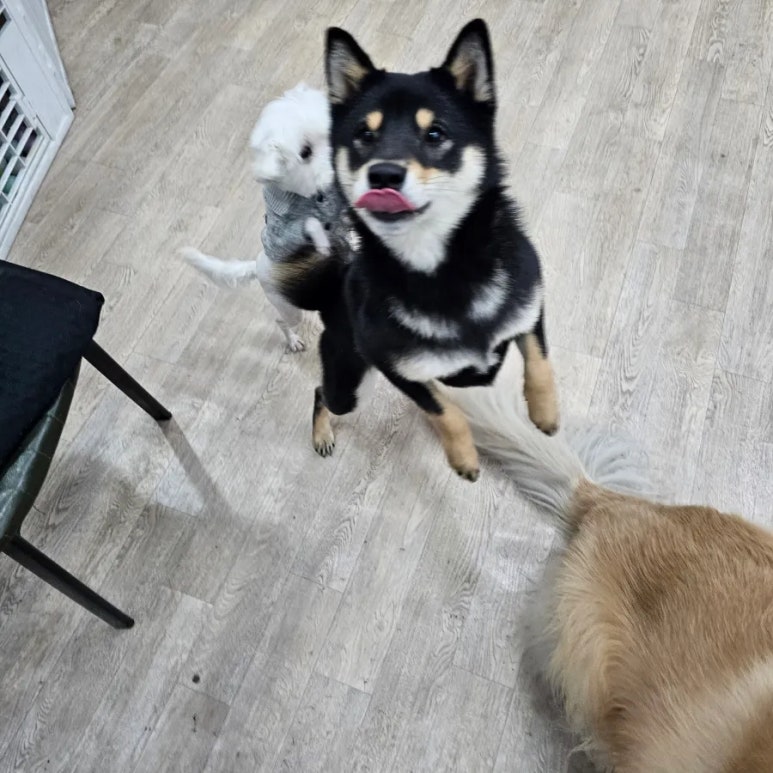 리태 이미지