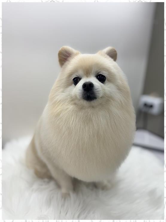 뽀그리미용실 이미지