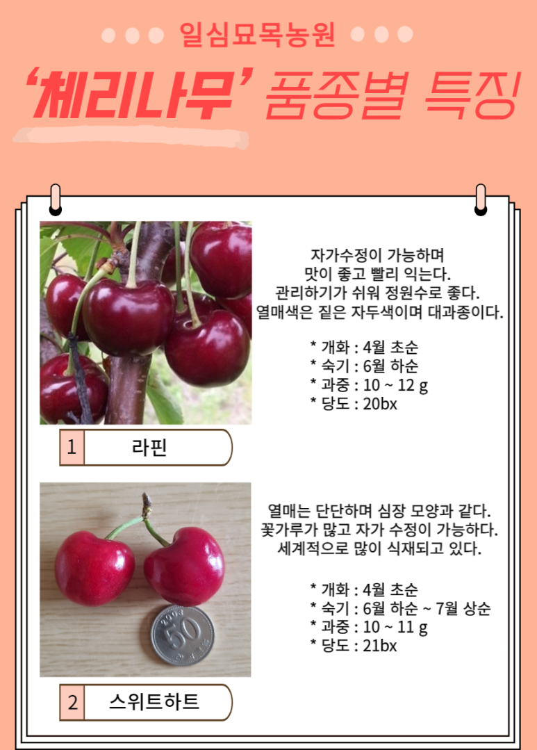 체리사랑농원 이미지
