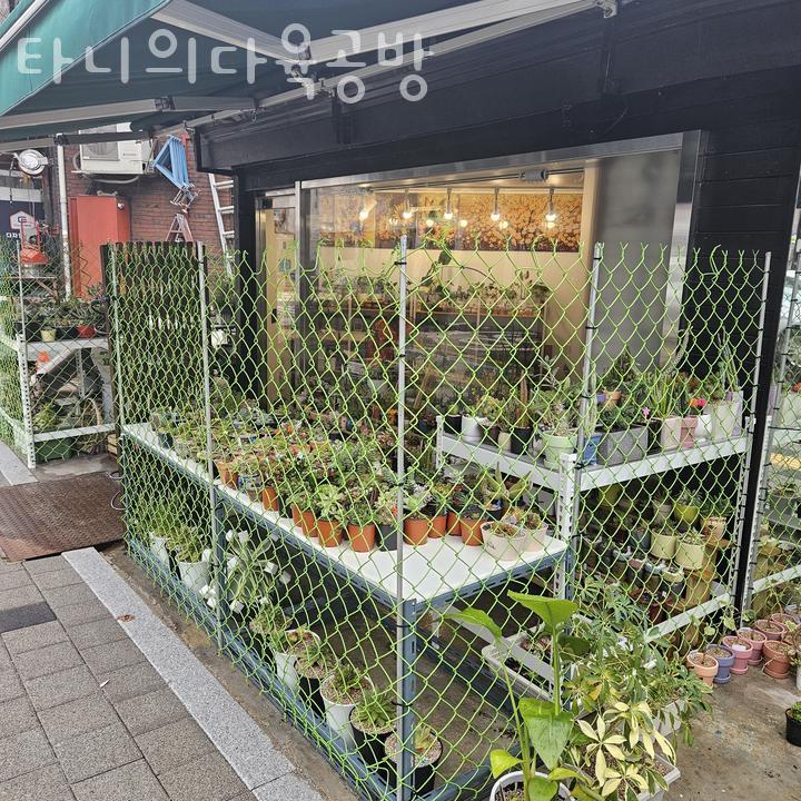 타니의다육공방 이미지