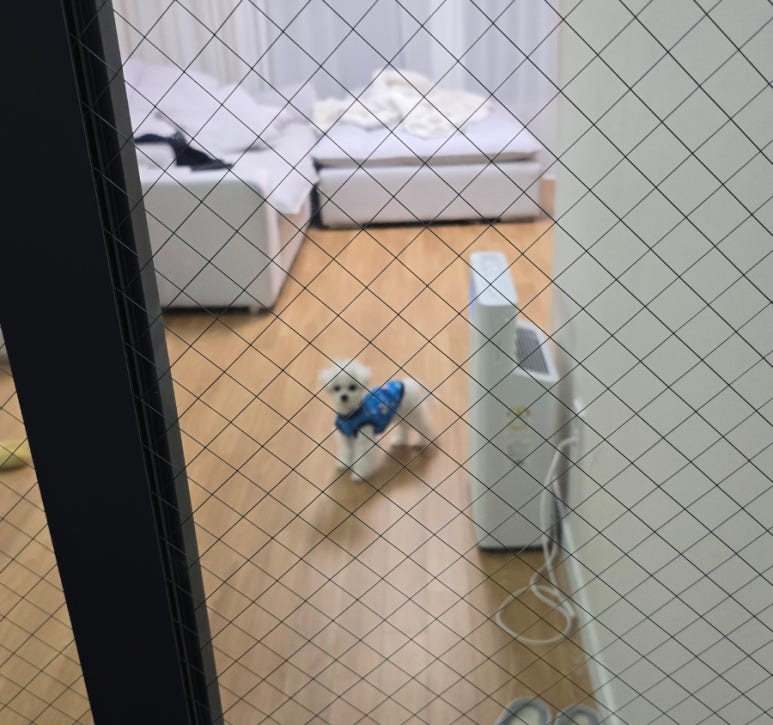 돼지몰이촌 이미지