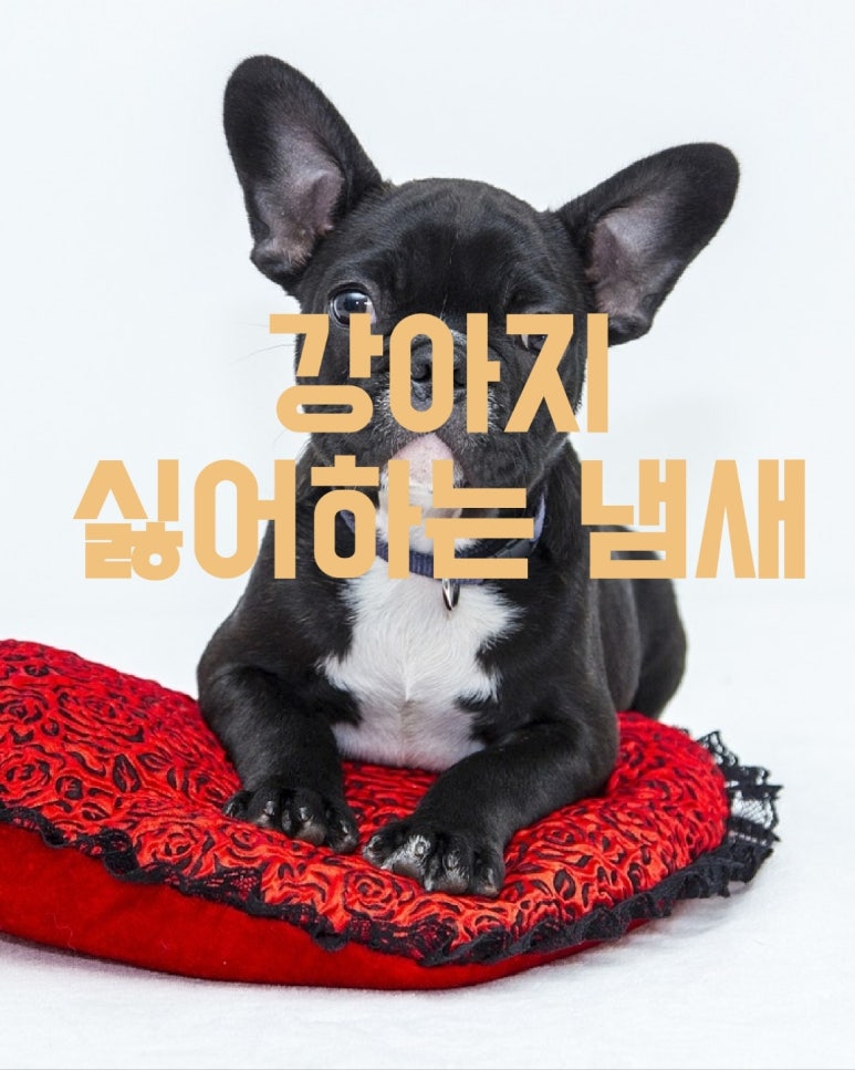 강아지가 싫어하는 냄새