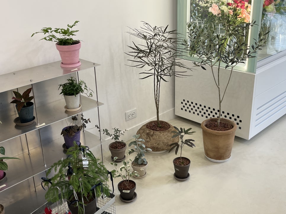 하우스오브플로 이미지