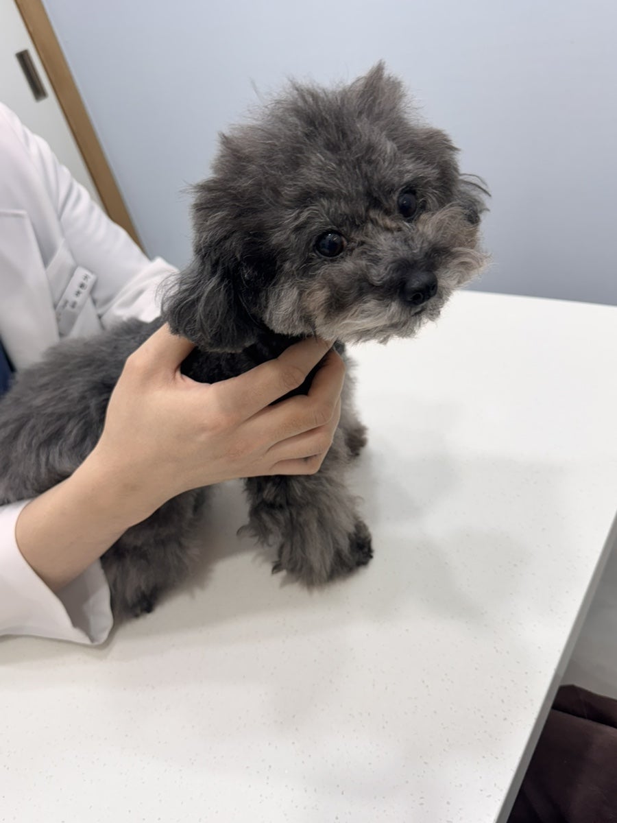 수원 강아지 건강검진: 오즈동물병원 과잉진료 없는 후기 — 사진 10
