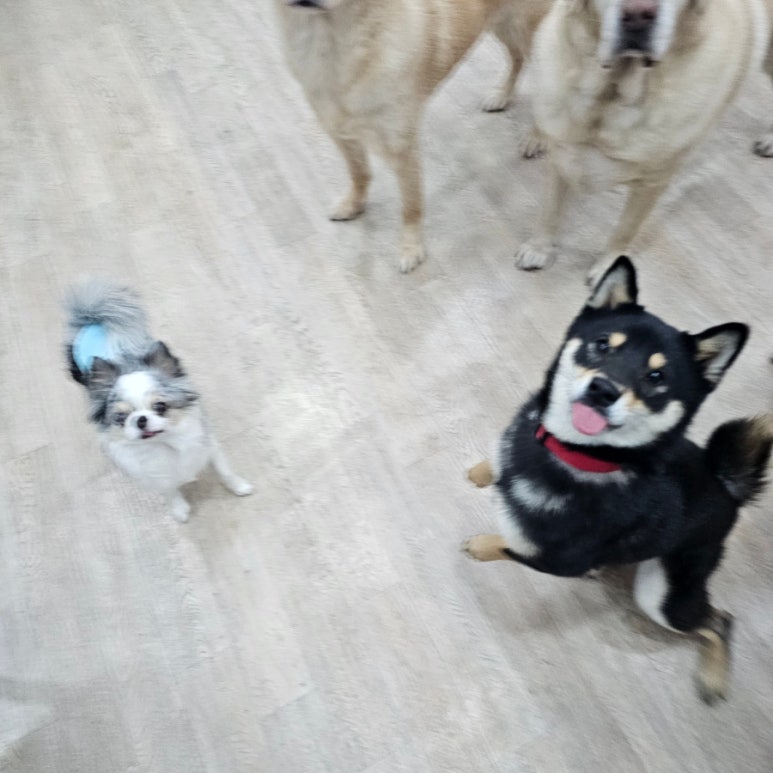 리태 이미지
