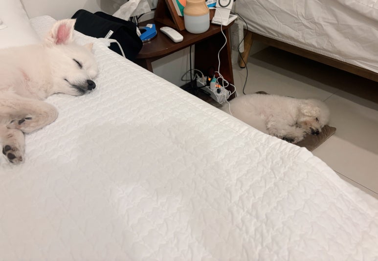 미미어스제주 이미지