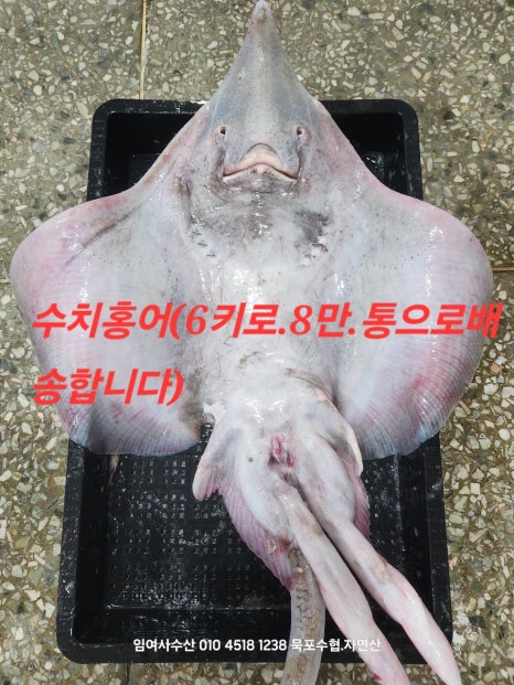 목포참홍어 이미지
