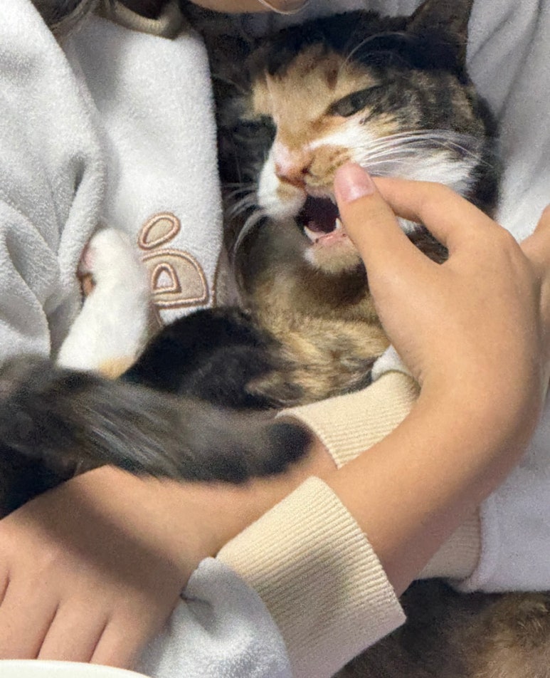 쥬쥬오락실 이미지