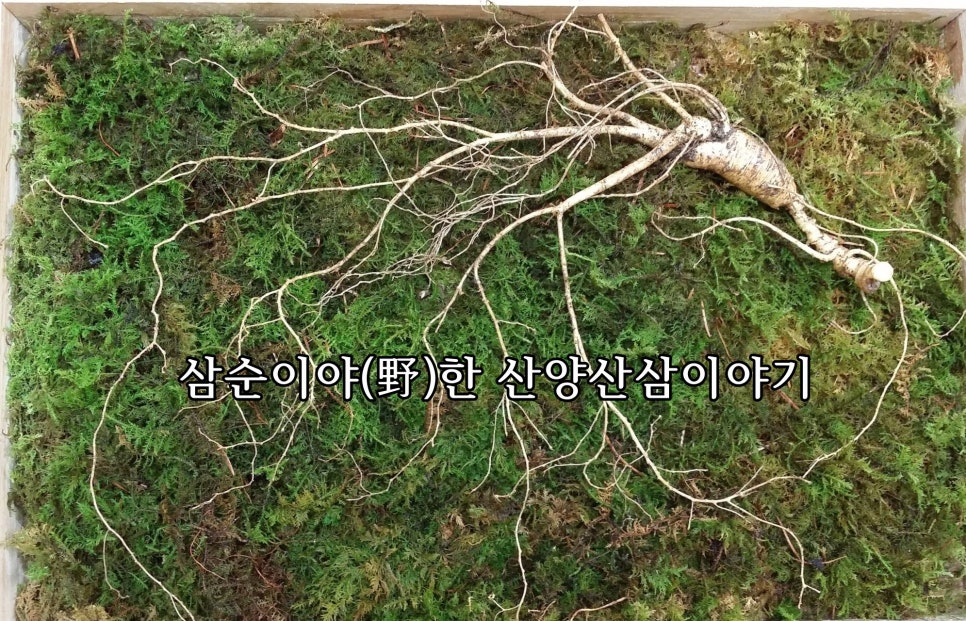 국내산 산양산삼 산삼 장뇌삼 의 효능 : 네이버 블로그