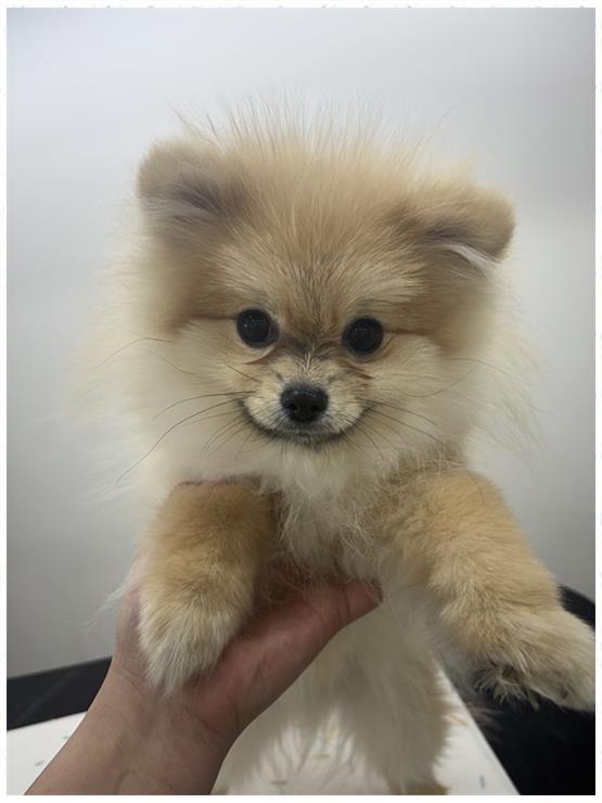 뽀그리미용실 이미지