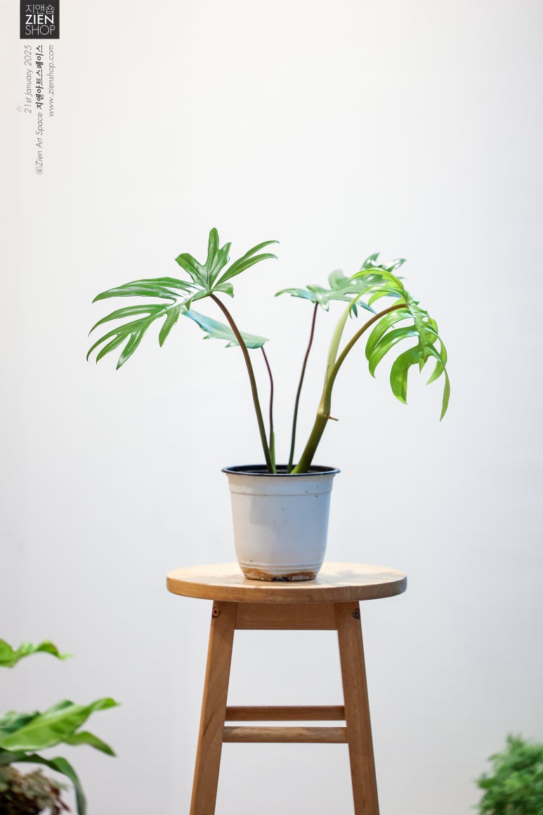 마요이(mayoi) 이미지