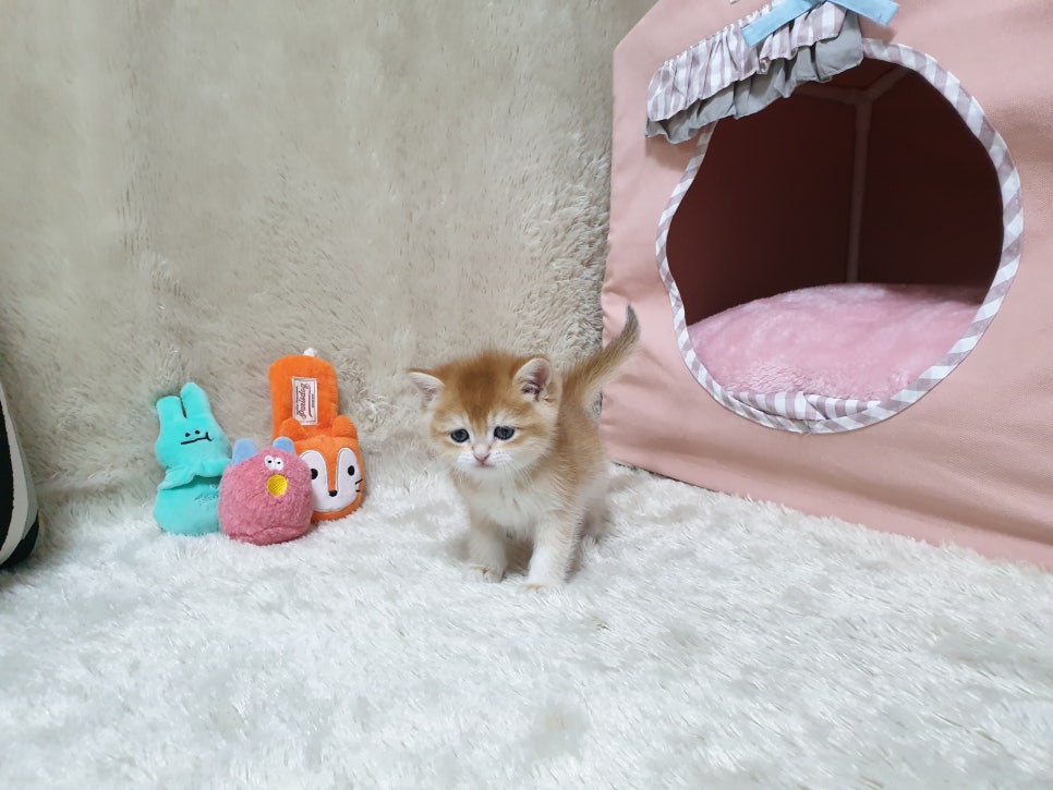 설헤어칼라 이미지