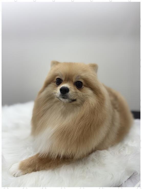 뽀그리미용실 이미지