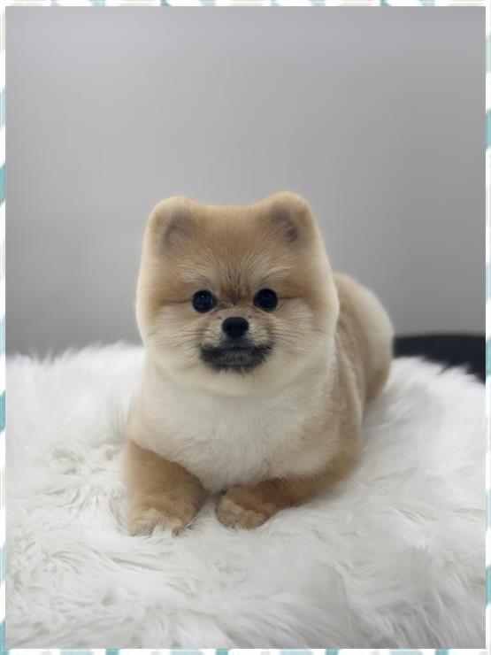 뽀그리미용실 이미지