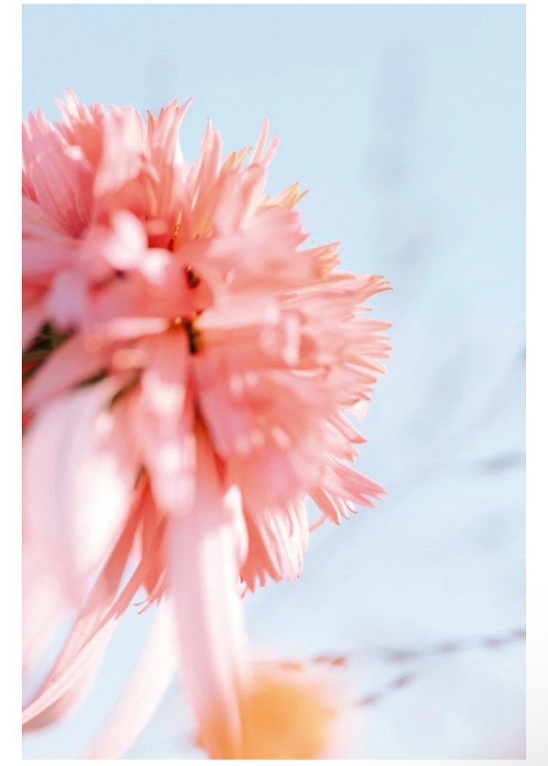 이브자리운 이미지