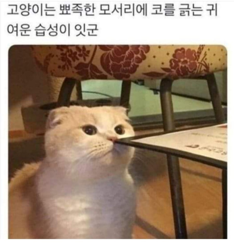 제뉴어리 이미지
