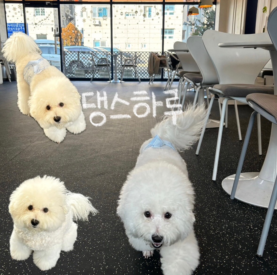 댕스하루 이미지