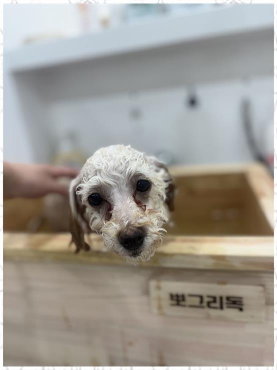 뽀그리미용실 이미지
