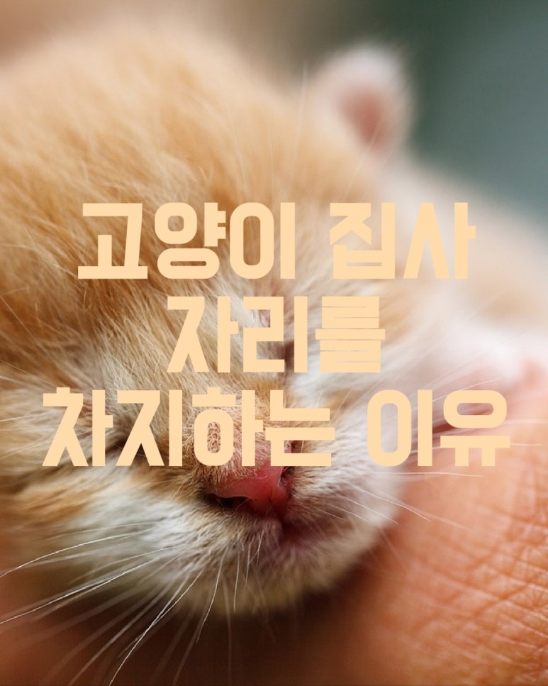 고양이가 집사 자리를 차지하는 이유