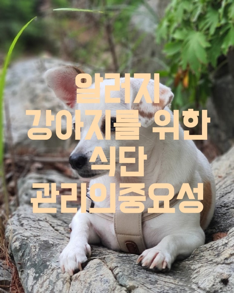 알러지 강아지를 위한 식단 관리의 중요성