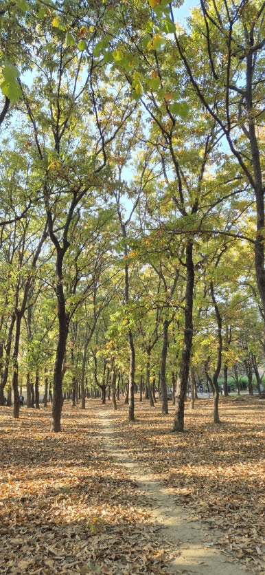 참나무 숲길 이미지