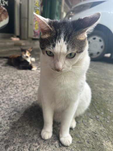 참치연구소 이미지