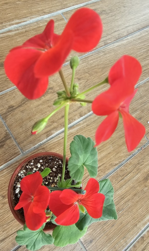 빨강홍 이미지