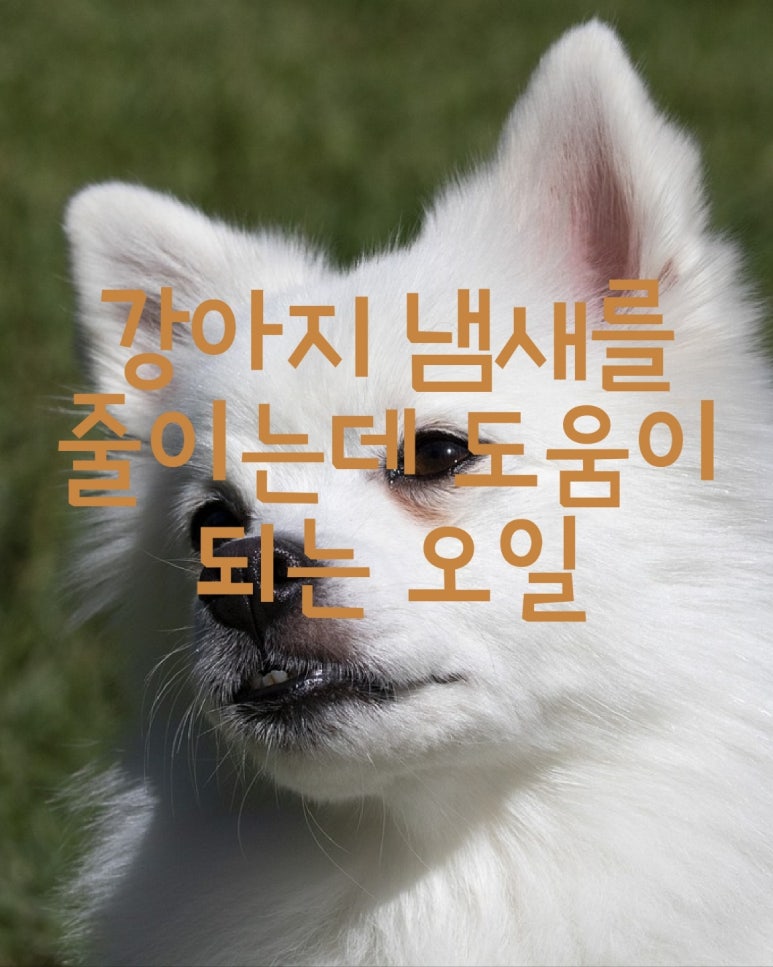 강아지 냄새를 줄이는 데 도움이 되는 오일