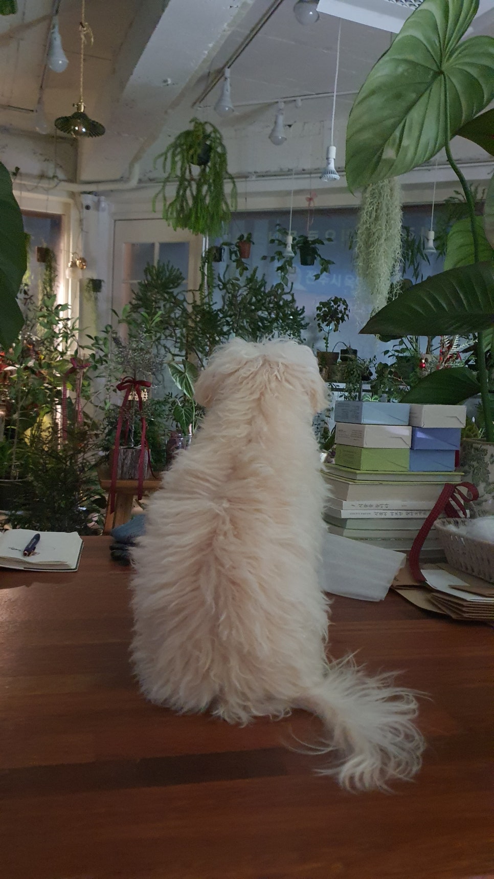 미주보타닉 이미지