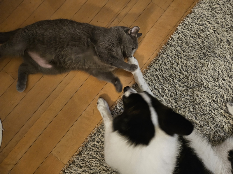 발꼬랑내 이미지