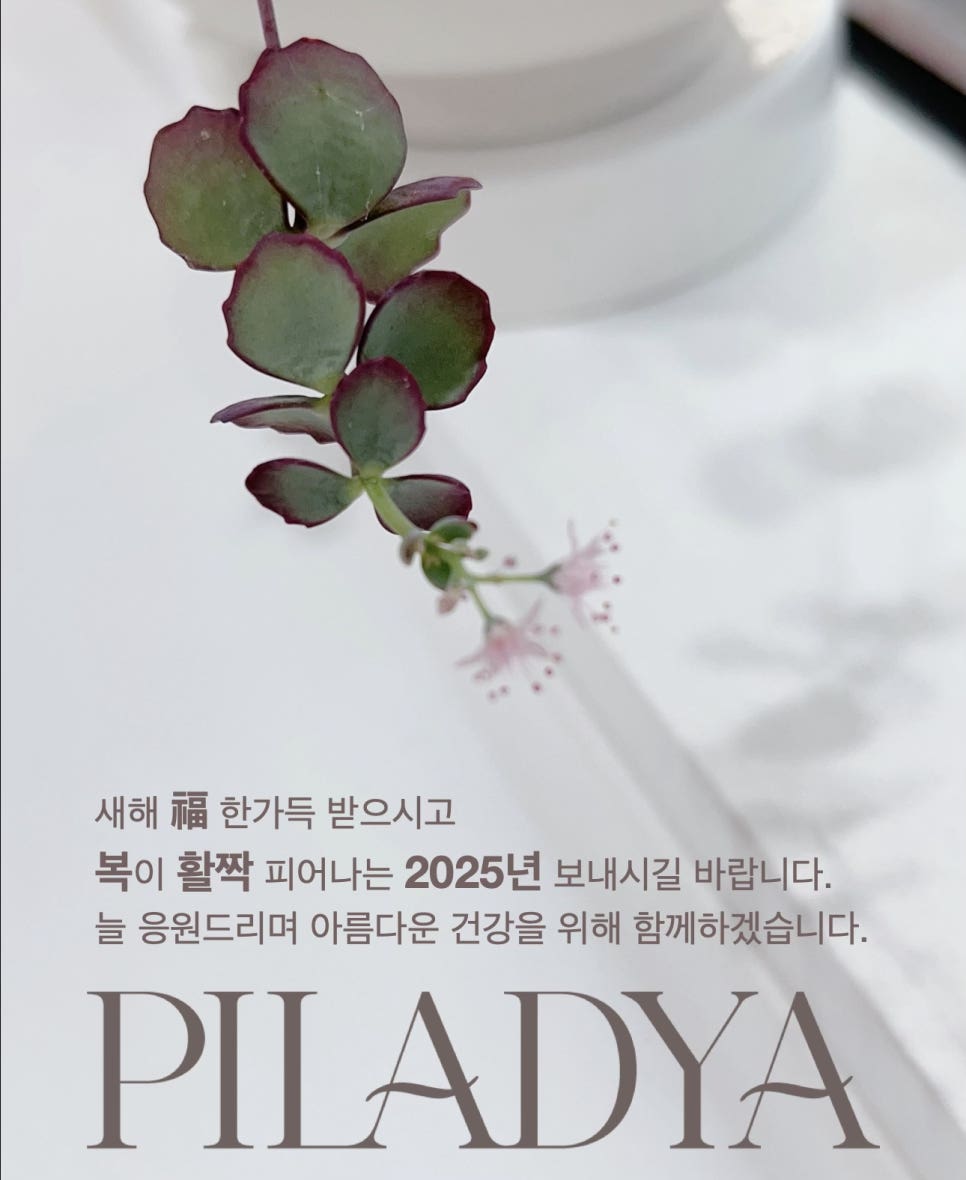 필라디아 이미지