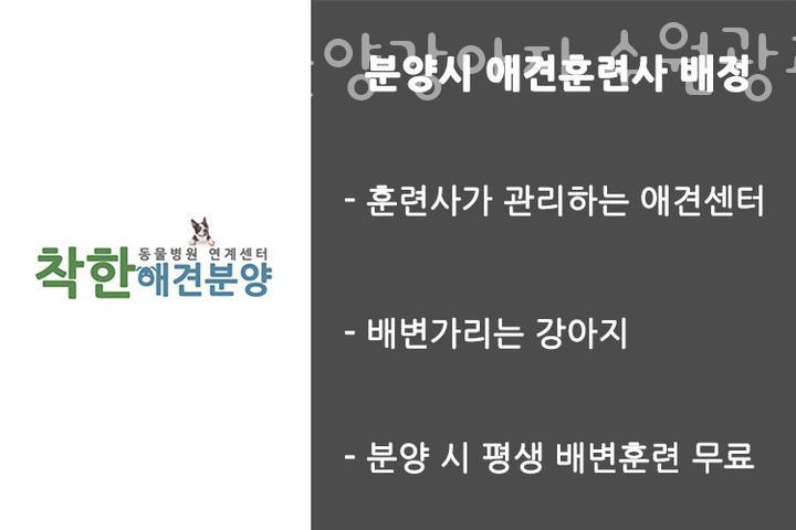 착한강아지 이미지