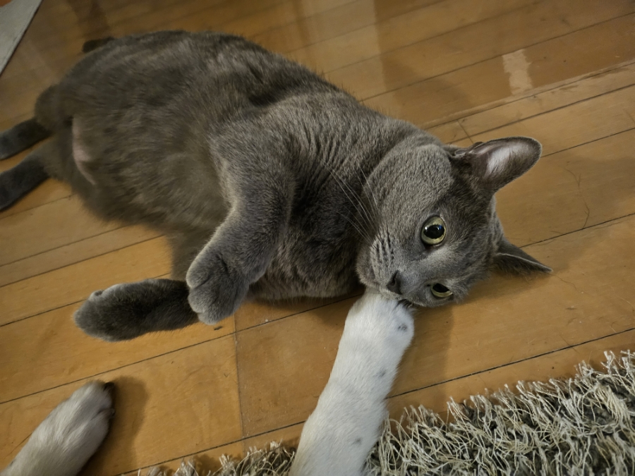 발꼬랑내 이미지