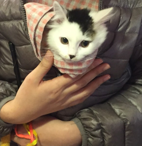 칠리팝 이미지