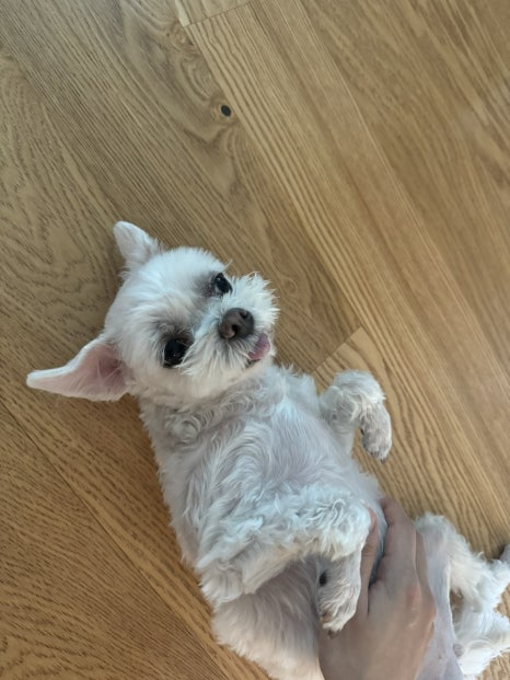 홍시필름 이미지