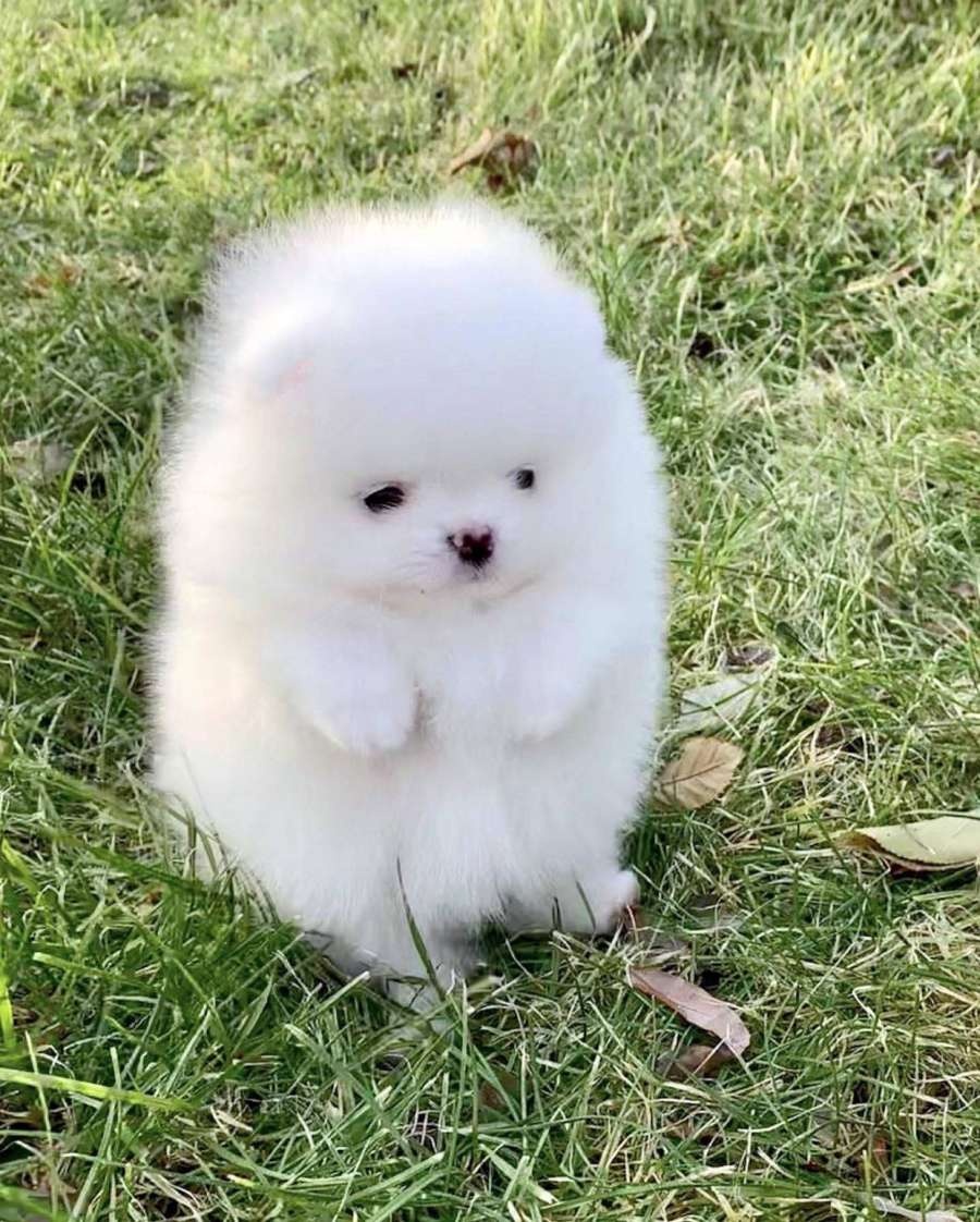 다수제 이미지