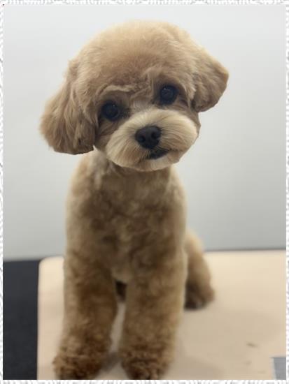 뽀그리미용실 이미지