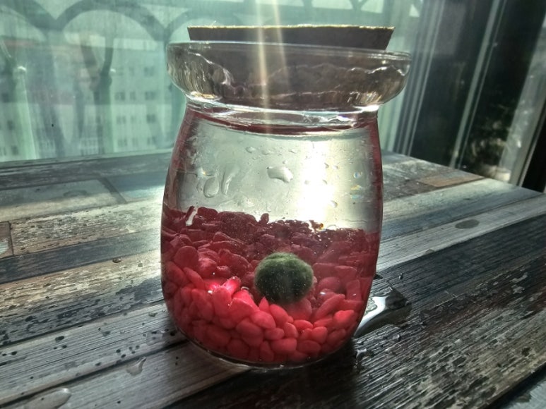 폰코니 이미지