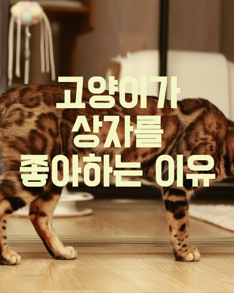 고양이가 상자를 좋아하는 이유