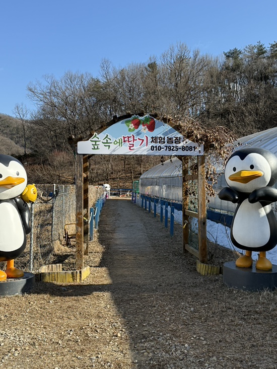 숲속에 딸기 이미지