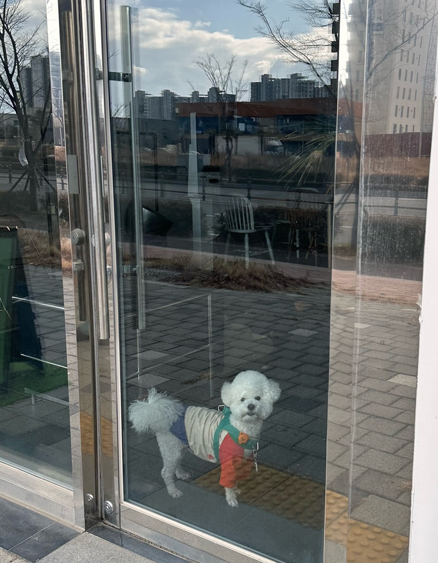브런치앤디너테라비 이미지