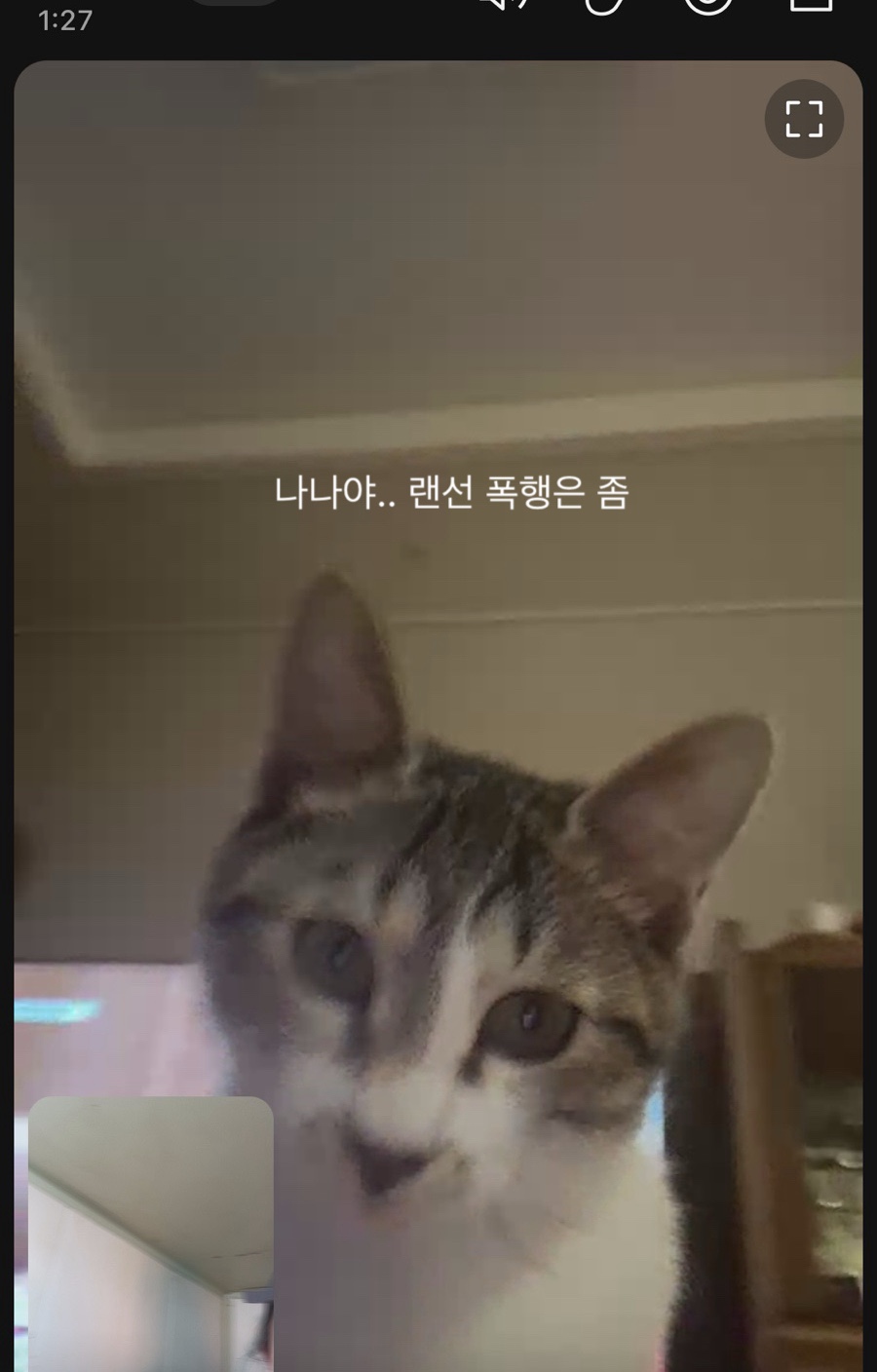 나나냥냥 이미지