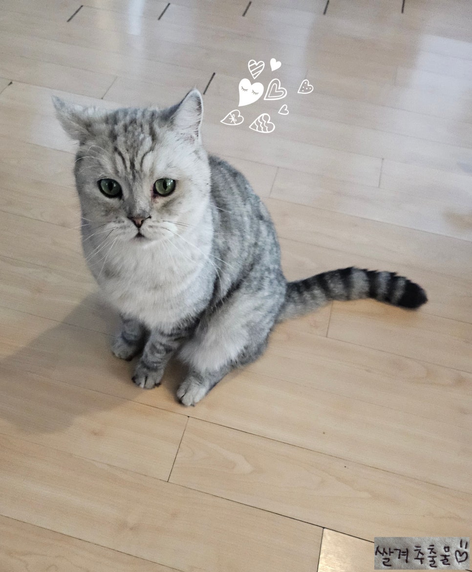 삼층고양이 이미지
