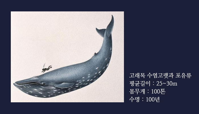 고래수염 이미지