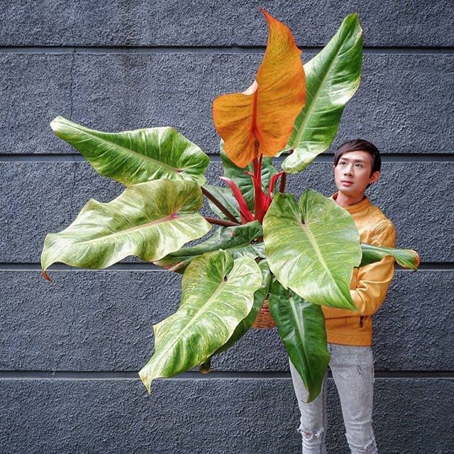 마멀레이드 이미지