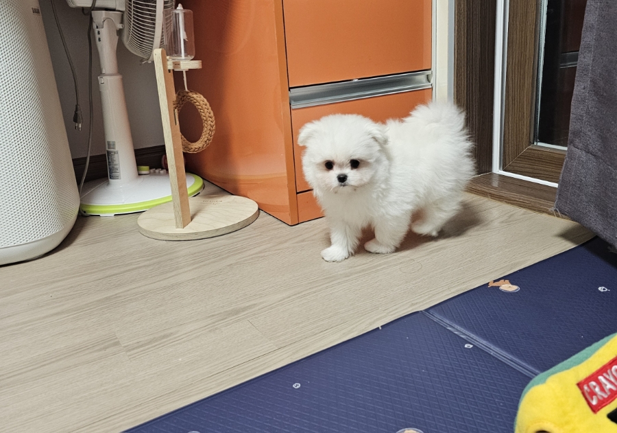 빵실빵실 이미지
