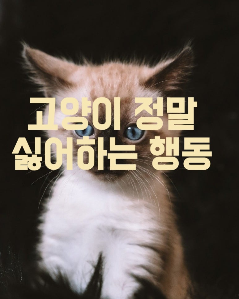 고양이가 정말 싫어하는 행동