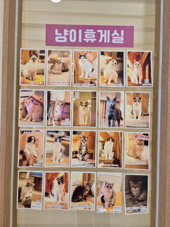 냥이싸롱 이미지