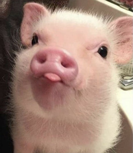 꿀꿀이 이미지