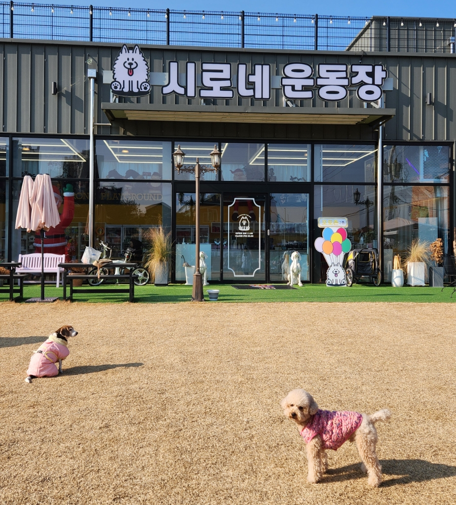 시로네 이미지